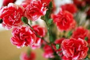 Сколько цветов кладут к памятнику