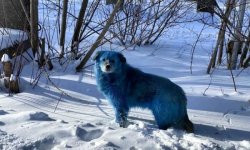 На химическом предприятии в Дзержинске нашли голубых собак