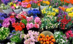 Стоимость цветов к 8 марта в России выросла на 35%