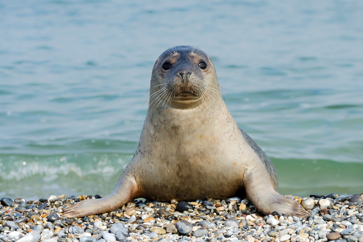каспийское море тюлени