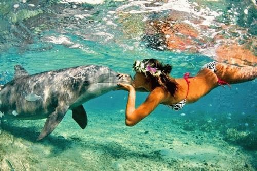Купание с дельфинами в Доминикане